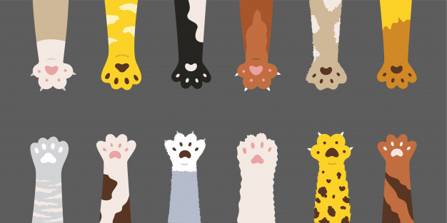 fluffy,playful,domestic,multicolored,small,pretty,claw,fur,set,kitten,kitty,collection,leg,stain,stripe,paw,foot,tiger,pet,cute,cat,animal,cartoon