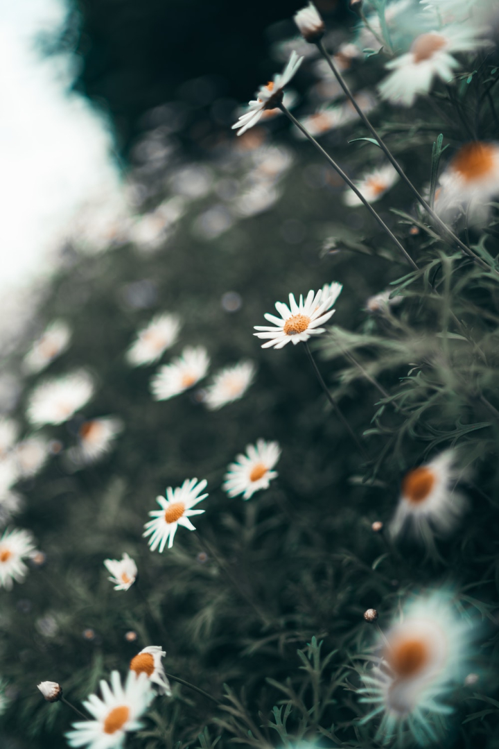 beautiful flowers,blooming,blossom,blur,daisy,delicate,flora,freshness,growth,white flowers