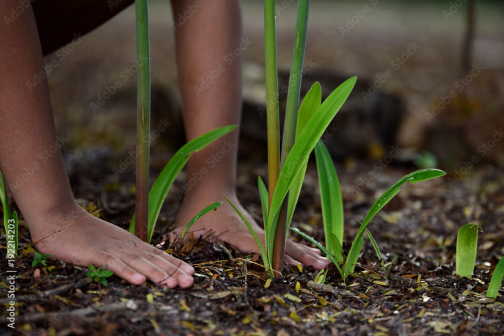 plant,green,spring,growth,agriculture,nature,dirtied,garden,onion,vegetable,leaf,gardening,young,ground,growing,field,germ bud,farm,dirt,germinating,new,grow,grass,earth,life,african,background,care,children,concept,conservation,day,design,eco,ecology,energy,environment,environmental,environmental protection,family,forest,hand,holding,adobestock