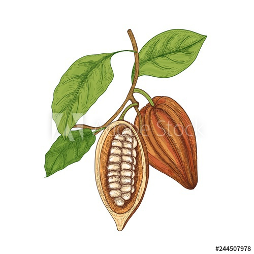 detailed,botanical,drawing,whole,cut,ripe,pod,fruit,cocoa,tree,bean,branch,leaf,isolated,white,background,cocoa,hand-drawn,realistic,antique,bean,beautiful,botany,tree branch,coloured,colourful,crop,cultivated,decor,decoration,decorative,design element,detail,drawn,elegant,exotic,flora,fresh,fruit,gorgeous,graphic,illustration,natural,nature,organic,part,plant,pod,raw,adobestock