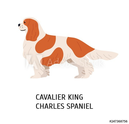 cavalier,king,charles,spaniel,dog,breed,isolated,adorable,amusing,animal,beautiful,canino,cartoon,character,coat,coloured,colourful,cute,decorative,design element,doggy,domestic,elegant,flat,fluffy,friends,friendly,funny,furry,gorgeous,graphic,illustration,lap dog,lovely,mammal,pet,playful,pretty,profile,purebred,half face,small,racked,stunning,adobestock