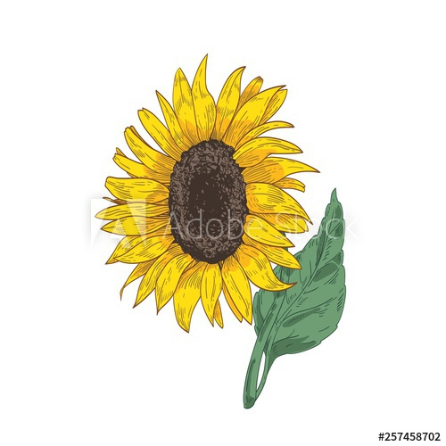 Aggregate 183+ sunflower leaves drawing latest