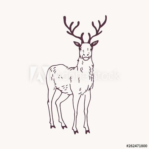 elegant,drawing,standing,male,cervid,reindeer,hart,stag,beautiful,antler,hand-drawn,realistic,animal,mammal,adorable,contour,cute,decoration,decorative,design element,detailed,drawn,engraving,etching,fauna,forest,front view,gorgeous,graceful,herbivore,herbivorous,hunting,illustration,isolated,line,logotype,logotype,monochrome,natural,nature,outline,retro,ruminant,vignetting,racked,vector,vintage,wild,adobestock