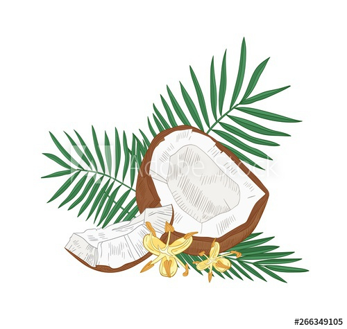 coconut tree easy drawing - Clip Art Library