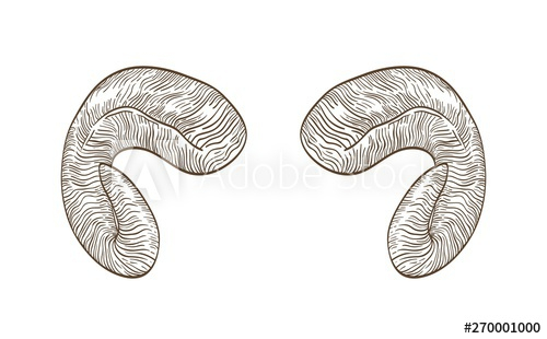 Free: Realistic drawing of horns of ram hand drawn with contour lines on  white background 