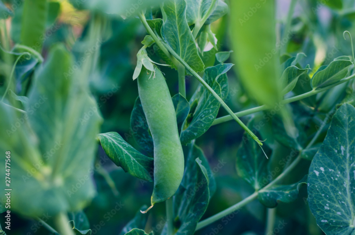 Free: Pods of green peas grow on the garden - nohat.cc