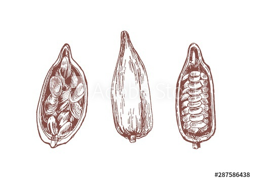 cocoa,pod,bean,hand,drawn,vector,illustration,set,bean,hand-drawn,illustration,chocolate,seed,collection,isolated,cocoa,drawing,organic,food,exotic,plant,tropical,natural,sweet,tropics,botany,hot drink,ingredient,nature,product,tree,roasted,slice,germinating,half,cut,raw,ripe,epicure,grain,crop,aroma,fruit,harvest,agriculture,delicious,sliced,open,vintage,adobestock
