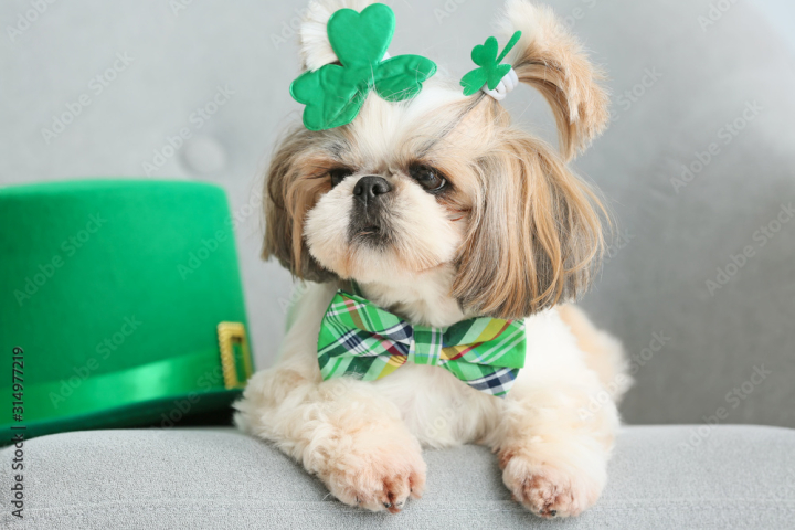 17,adorable,animal,armchair,background,canino,celebrate,celebration,clover,colours,companion,cute,day,dog,doggy,domestic,festive,fortune,friends,funny,fur,green,hair,hat,holiday,home,ireland,irish,leprechaun,luck,lucky,lying,march,patrick,pedigree,pet,portrait,purebred,saint,shamrock,st,traditional,adobestock