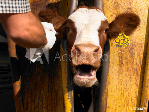 cow,farm,farmer,vet,animal,cattle,agriculture,calf,brown,farm animal,beef,milk,white,mammal,farming,field,rural,nature,cow,grass,bovine,head,dairy,bull,pasture,domestic,animal,adobestock