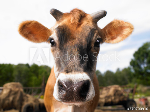 cow,animal,farm,cattle,grass,brown,calf,agriculture,nature,field,beef,green,bull,mammal,rural,dairy,farm animal,meadow,pasture,head,farming,bovine,milk,young,white,adobestock