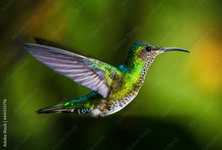 flower,ecuador,wildlife,hummingbird,andes,green,spring,andean,free,flapping,forest,summer,black,creation,animal,quito,grass,discover,environment,zoology,leaf,macro,fly,ecosystem,bird,closeup,rainforest,amazon,tree,conservation,nature,red,shiny,ornithology,garden,flight,opalescent,wild,poultry,bee,pollinator,adobestock