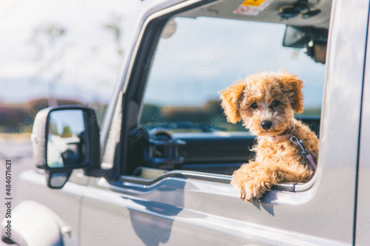dog,drive,pet,car,car,puppy,poodle,animal,dog,dog,walk,drive,dog,animal,travel,keep,outing,puppy,leisure,trip,camping,sweet,breeding,window,park,vehicle,vacation,transportation,outdoors,nature,open air,adobestock
