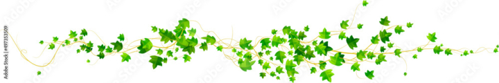 frame,natural,plant,leaf,ivy,climber,long,creeper,creeping,vector,vine,grass,growing,hanging,liana,wall,background,bindweed,border,botanical,tree branch,climbing,common,decoration,decorative,design,flora,foliage,garden,garland,graphic,green,greenery,hang,horizontal,isolated,nature,ornament,pattern,realistic,shrub,spring,tendril,tree,twig,vegetation,white,adobestock