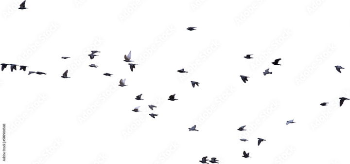 element,cut-out,animal,bird,flying,flock,pigeon,dove,group,flight,fly,sky,silhouette,isolated,black,background,collection,free,white,wildlife,object,pattern,up high,aerial,separated,monochrome,environment,fauna,nature,decoration,natural,peace,many,hopeful,hope,high,widener,blooming,signs,communication,connect,together,formation,wing,feather,symbol,air,design,freedom,adobestock