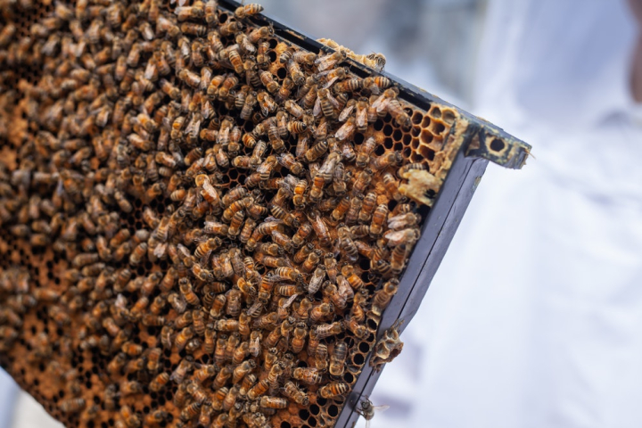 apiary,bee,beehive,beekeeping,bees,beeswax,close-up,daylight,detroit,environment,food,health,honey,honeybees,honeycomb,insect,macro,queen,wax
