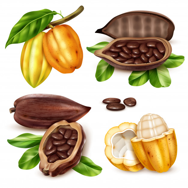 husk,pod,ingredient,kakao,peel,section,taste,colored,cacao,realistic,set,beans,cocoa,collection,bean,gourmet,seed,dark,growth,dessert,environment,sweet,natural,organic,cooking,plant,chocolate,health,fruit,nature,leaf,icon,tree,food