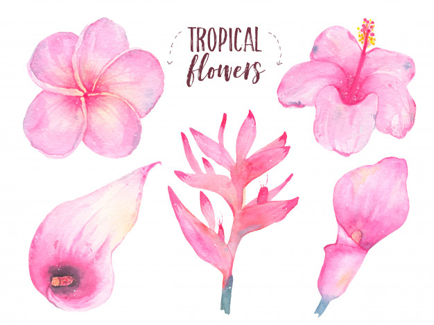 botany,calla,isolated,painted,florist,bloom,frangipani,set,aquarelle,hibiscus,lily,greeting,drawn,season,decor,flora,blossom,botanical,bouquet,romantic,watercolour,decorative,natural,drawing,plant,white,tropical,garden,cute,nature,leaf,hand,floral,watercolor,flower