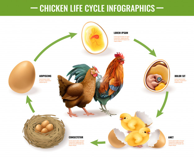 fertilized,breeding,yolk,reproduction,lay,embryo,hatch,zoology,domestic,livestock,poultry,adult,realistic,nest,chick,hen,production,newborn,biology,young,shell,cycle,shadow,development,life,growth,rooster,egg,natural,organic,process,stage,science,chicken,chart,farm,animal,bird,education,arrow,school,infographic
