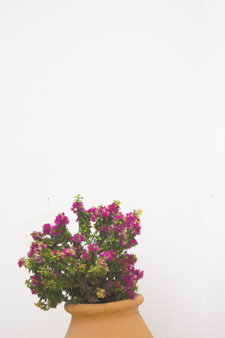 flowers,outdoors,pink flowers,plant,potted plant,wall,white,white background
