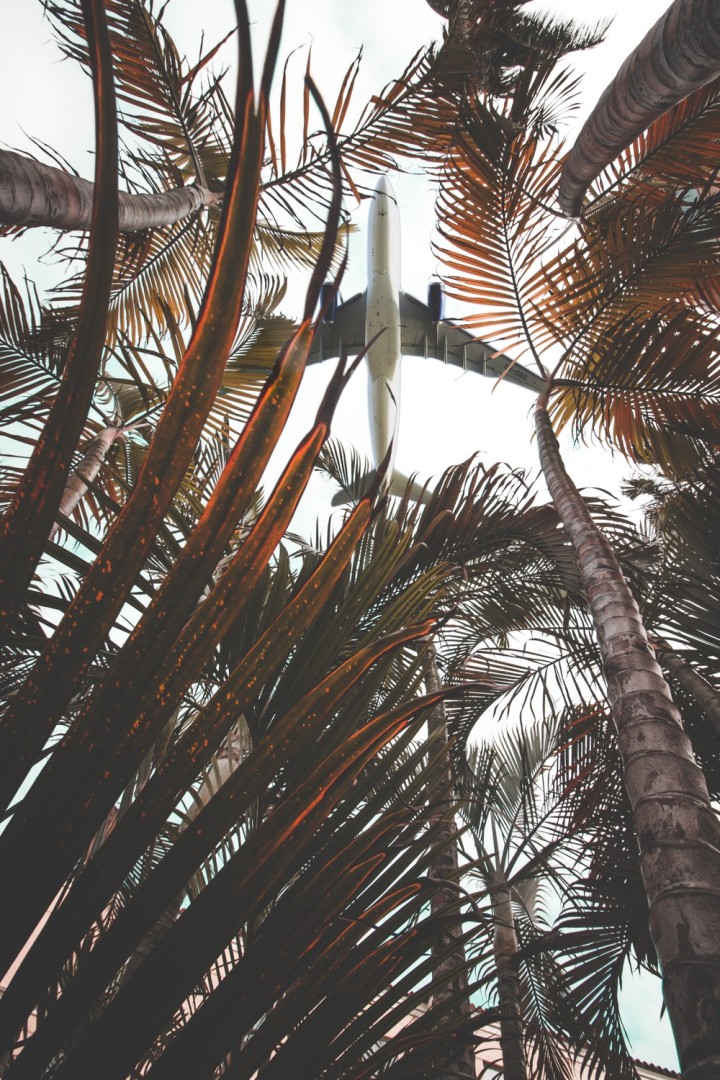 aeroplane,air,aircraft,aircraft wings,airplane,airplane wing,aviate,aviation,daylight,flight,flying,from below,leaves,outdoors,palm leaves,palm trees,plants,sky,technology,transportation,transportation system,trees,tropical plants,wings