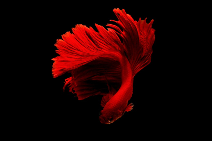 Free: Red Betta Fish - nohat.cc