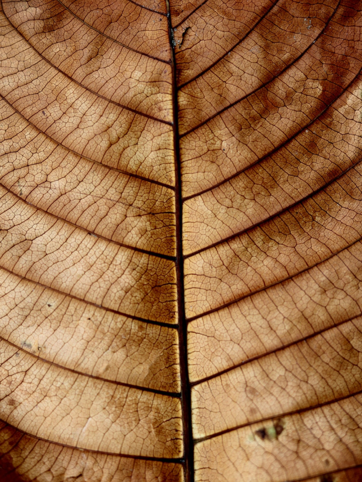 brown,close-up,colora,colors,dark,dry,leaf,lines,pattern,rough,surface