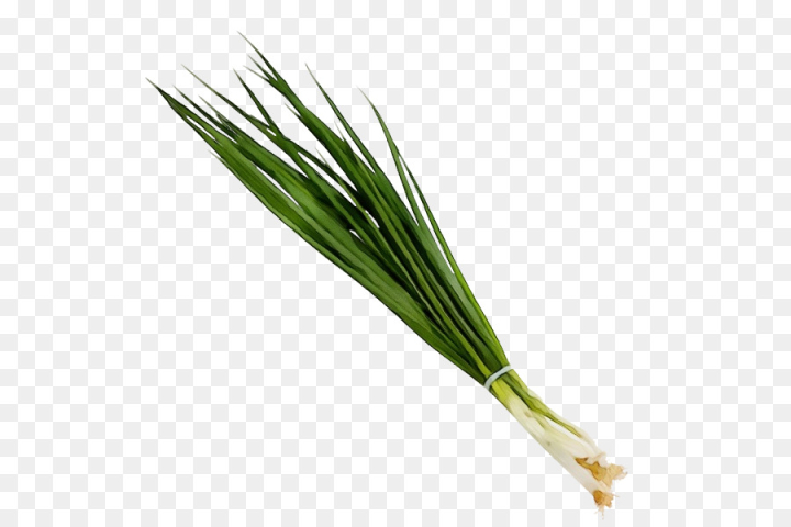watercolor,paint,wet ink,welsh onion,plant,vegetable,chives,grass,flowering plant,scallion,leek,grass family,elymus repens,png