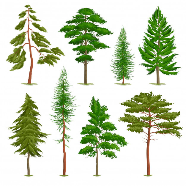 taiga,coniferous,lush,conifer,grove,various,botany,cedar,isolated,evergreen,lumber,small,spruce,stem,timber,fir,foliage,trunk,realistic,set,collection,type,needle,botanical,biology,outdoor,branch,pine,environment,plant,shape,grass,forest,nature,crown,wood,tree