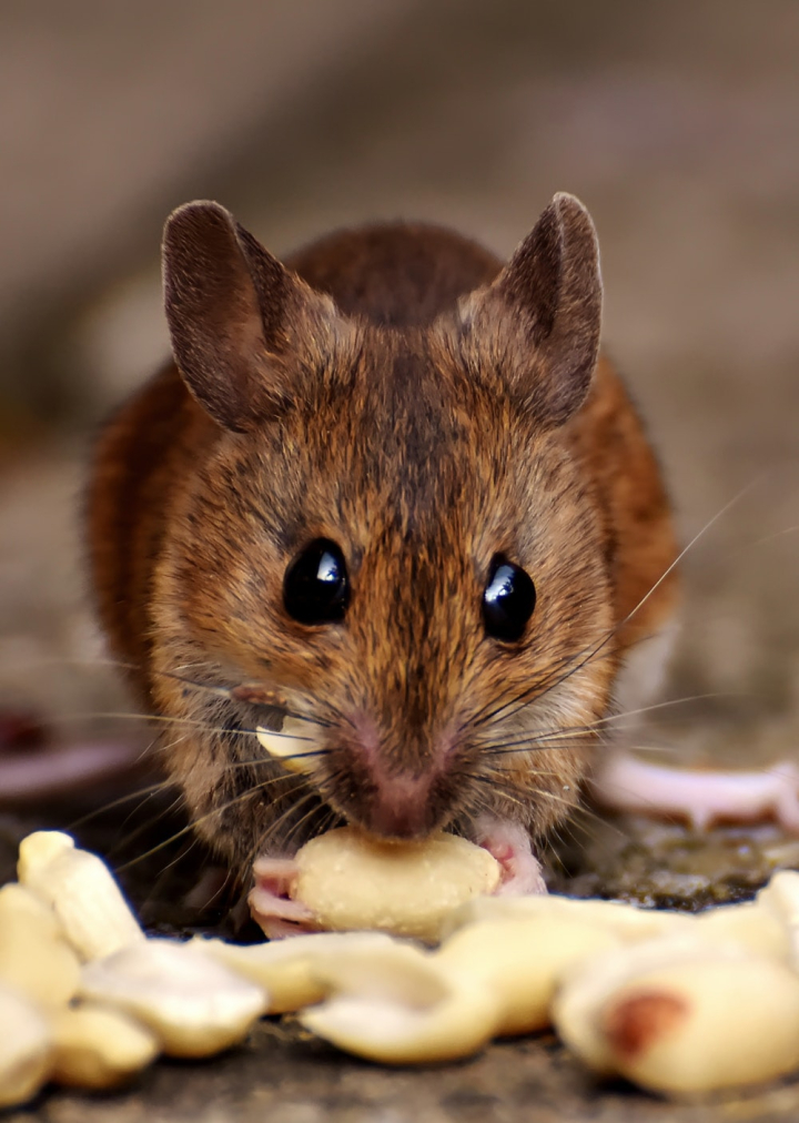 animal,animal photography,brown,button eyes,close-up,cute,eating,eyes,food,hungry,little,looking,mammal,mice,mouse,nuts,pest,portrait,rat,rodent,small,whiskers