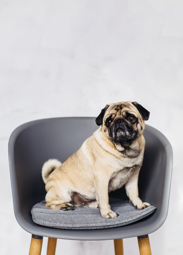 looking away,pedigreed,purebred,snout,devotion,adorable,muzzle,pup,mammal,furry,away,fauna,fidelity,wrinkled,wrinkles,domestic,little,attachment,beast,best friend,looking,pretty,pug,puppy,lovely,sitting,expression,beautiful,best,sad,friend,funny,chair,sweet,pet,happy,cute,animal,dog,love