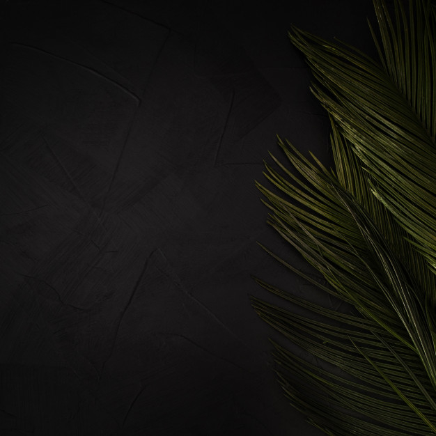 A Palm Tree with Dark Green Leaves · Free Stock Photo