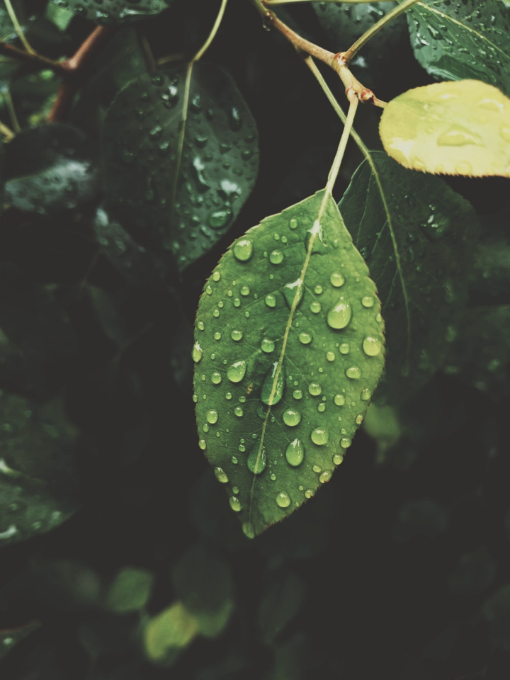 branch,clear,deep,dew,dewdrops,drop,droplets,drops,green,leaves,moist,plant,pure,rain,raindrops,tree,water,wet