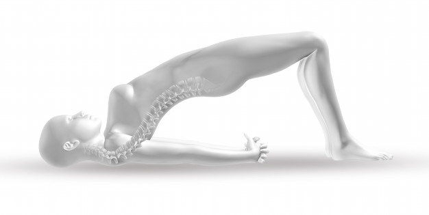 Free: 3d female medical figure with spine in yoga position Free