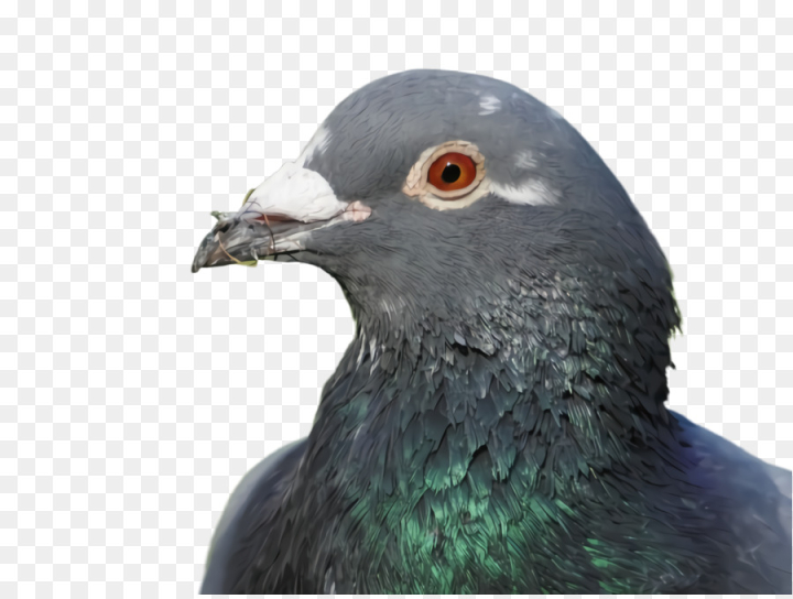 bird,beak,stock dove,pigeons and doves,rock dove,eye,feather,png