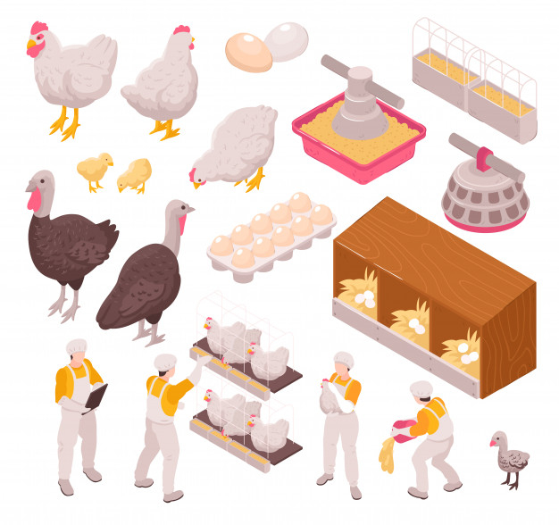 roost,brood,farmyard,speckled,coop,consumption,domestic,livestock,conveyor,poultry,feed,indoor,set,collection,control,nest,farming,hen,packing,production,fresh,industrial,nutrition,machine,eat,service,rooster,industry,agriculture,natural,meat,organic,worker,factory,cooking,isometric,work,chicken,farm,animal