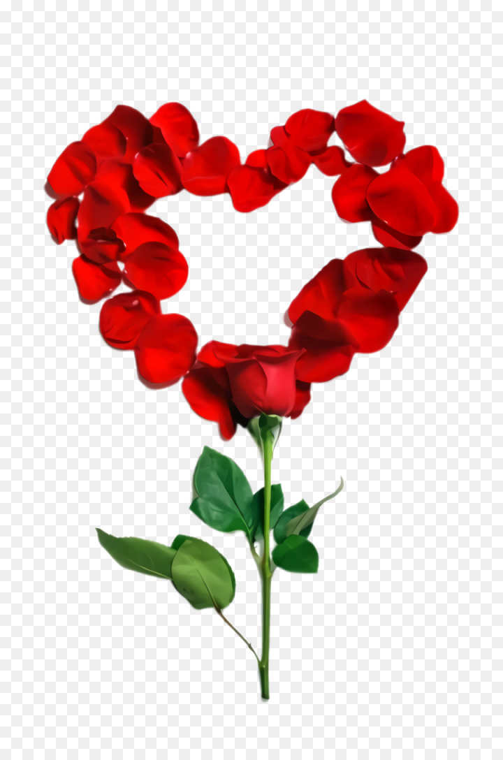 red,flower,petal,heart,plant,cut flowers,valentines day,rose,love,artificial flower,png