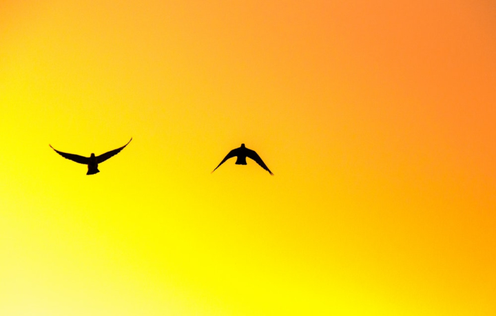 animal,avian,birds,flight,flying,golden hour,orange sky,outdoors,silhouette,soar