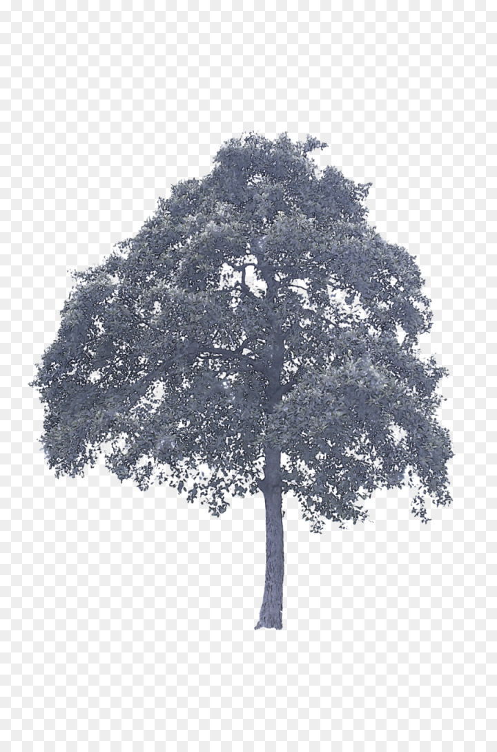 tree,woody plant,plant,leaf,oak,branch,plane,flower,deciduous,png