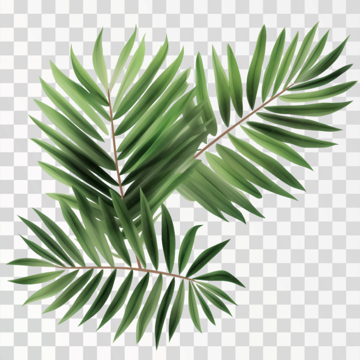 palm,png,leaf,tree,banner,safari,vector,beach,background,pattern,abstract,design,3d,summer,travel,isolated,frame,nature,illustration,spring,space,forest,poster,template,garden,green,wallpaper,graphic,plant,tropical,border,vacation,holiday,jungle,coconut,hawaii,organic,tourism,foliage,decoration,rainforest,branch,transparent,element,exotic,outdoor,tropic,copy,tour