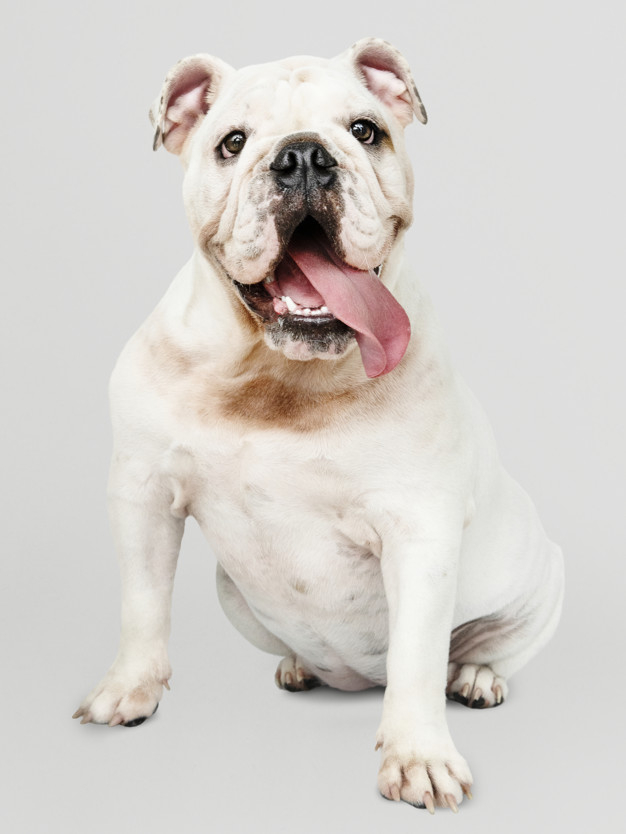 mouth open,sticking out,purebred,pooch,full length,sticking,english bulldog,adorable,canine,pedigree,pup,silly,breed,length,solo,domestic,little,small,full,best friend,looking,smiling,alone,tongue,leg,bulldog,puppy,portrait,sitting,expression,happiness,hanging,background white,cute animals,best,paw,young,friend,cute background,studio,psd,english,gray background,funny,open,gray,fun,mouth,pet,white,happy,white background,cute,animal,dog,background