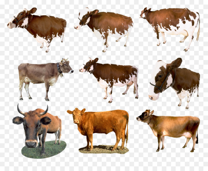 bovine,herd,calf,cowgoat family,dairy cow,livestock,pasture,terrestrial animal,png