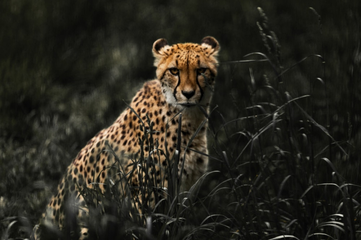 animal,animal photography,cheetah,danger,feline,grass,hunter,mammal,outdoors,portrait,predator,safari,wild,wild animal,wildlife,wildlife photography,zoo