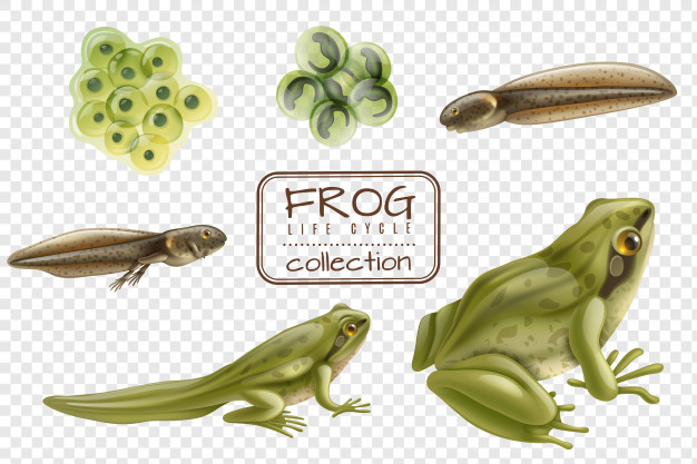 froglet,hatched,tadpole,infochart,fertilization,amphibian,reproduction,embryo,zoology,toad,aquatic,creature,floating,mass,tail,living,pond,adult,realistic,set,collection,leg,wild,biology,transparent,underwater,frog,cycle,development,life,swimming,growth,ecology,environment,process,stage,animal,nature,education,circle,water,school