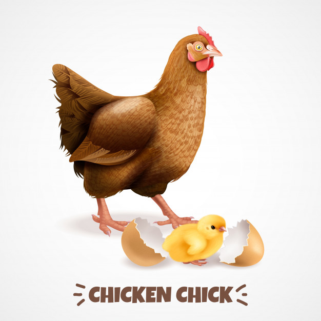 fertilized,newly,breeding,yolk,reproduction,lay,embryo,hatch,zoology,domestic,livestock,poultry,composition,adult,realistic,nest,chick,hen,production,biology,young,shell,cycle,development,life,growth,egg,natural,organic,process,stage,mother,science,chicken,farm,animal,bird,education,school