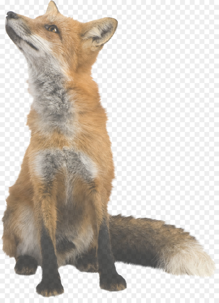 red fox,fox,coyote,swift fox,wildlife,jackal,png