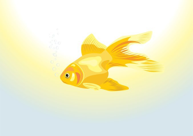 blisters,fish,goldfish,com365psd