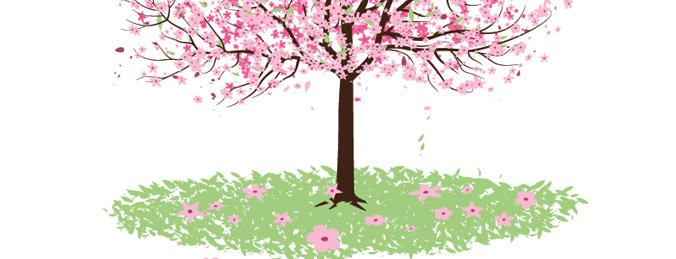 cherry blossom,tree,com365psd