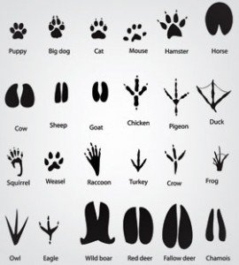 animals,icons &amp; logo,label &amp; stickers,sign &amp; symbols,textures &amp; patterns,com365psd
