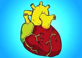 blood,body,right,left,anatomy,aorta,organ,pump,veins,atrium,ventricle,vessels,com365psd