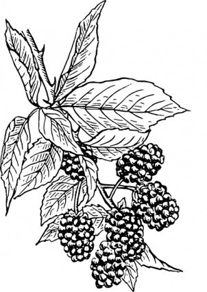 blackberry,clip,com365psd